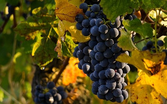 It is planned to develop organic wine-making in Kuban