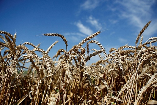 Krasnodar region in 2022 doubled the export of flour
