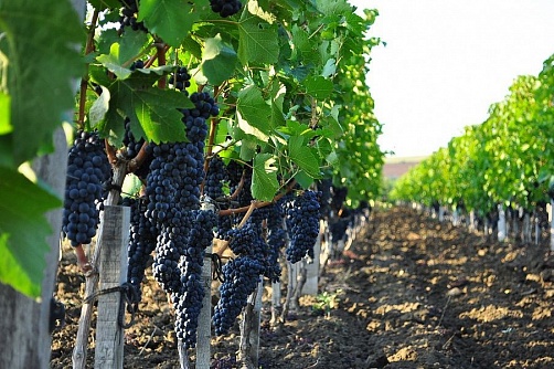 In 2020 export of Kuban wine grew by 16% 
