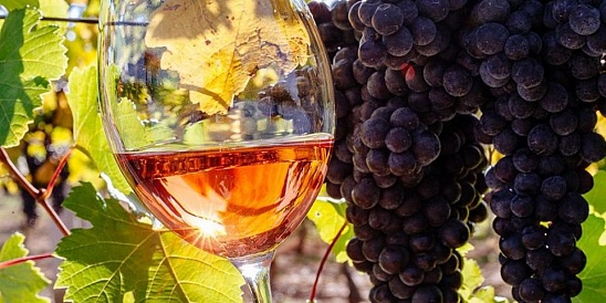 20 Kuban wineries enter top 50 of best wine farms in Russia