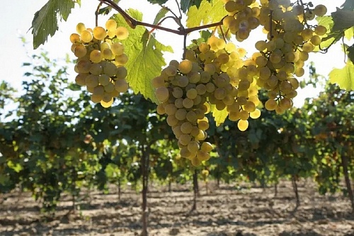 Veniamin Kondratyev: a record 280 thousand tons of grapes collected in the Krasnodar region