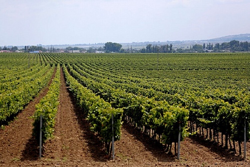 Kuban will plant about 1.5 thousand hectares of new vineyards in 2023