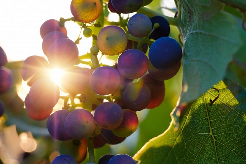 Kuban farmers will be able to produce wine with a geographical indication